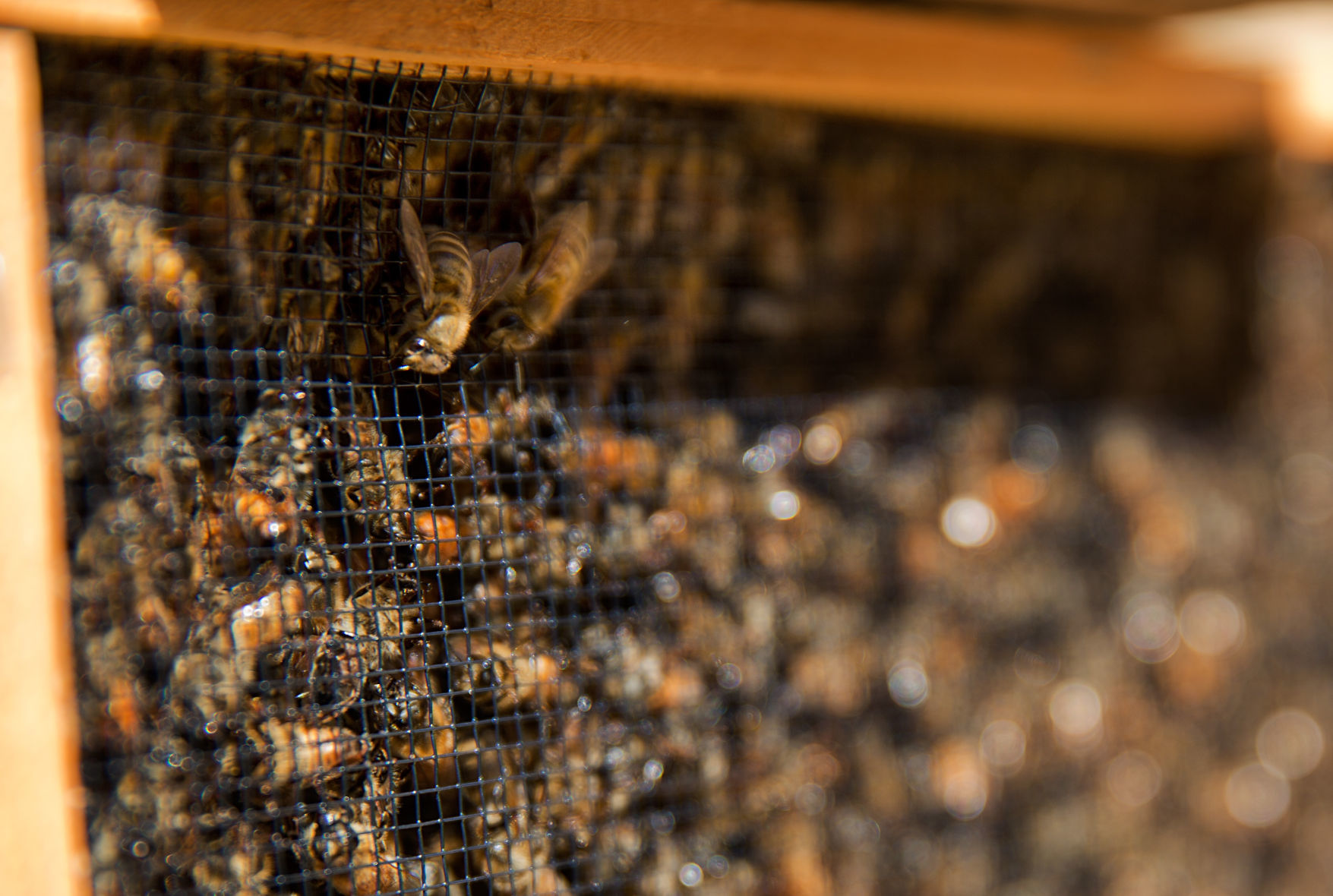 Bee Day